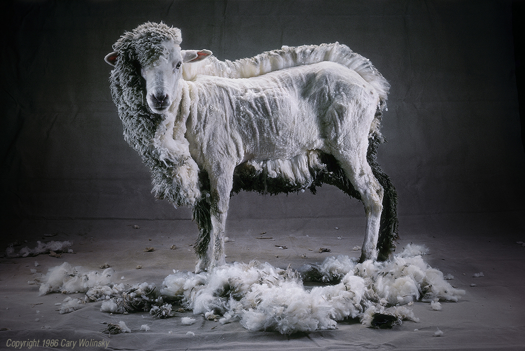 Half Shorn Sheep