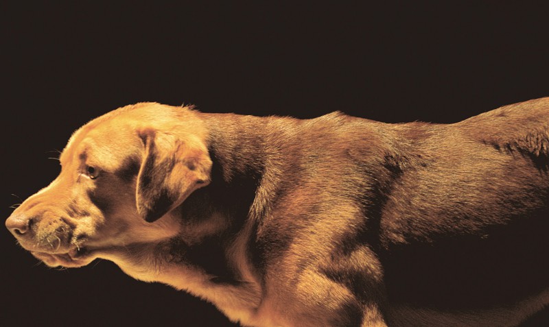 《忠犬追殺令》除了獲得2014年坎城影展一種注目單元最驚豔之作外，表現生動的Body(哈根)更因此被頒贈狗明星界最高榮譽「金棕櫚狗獎Palm Dog」。