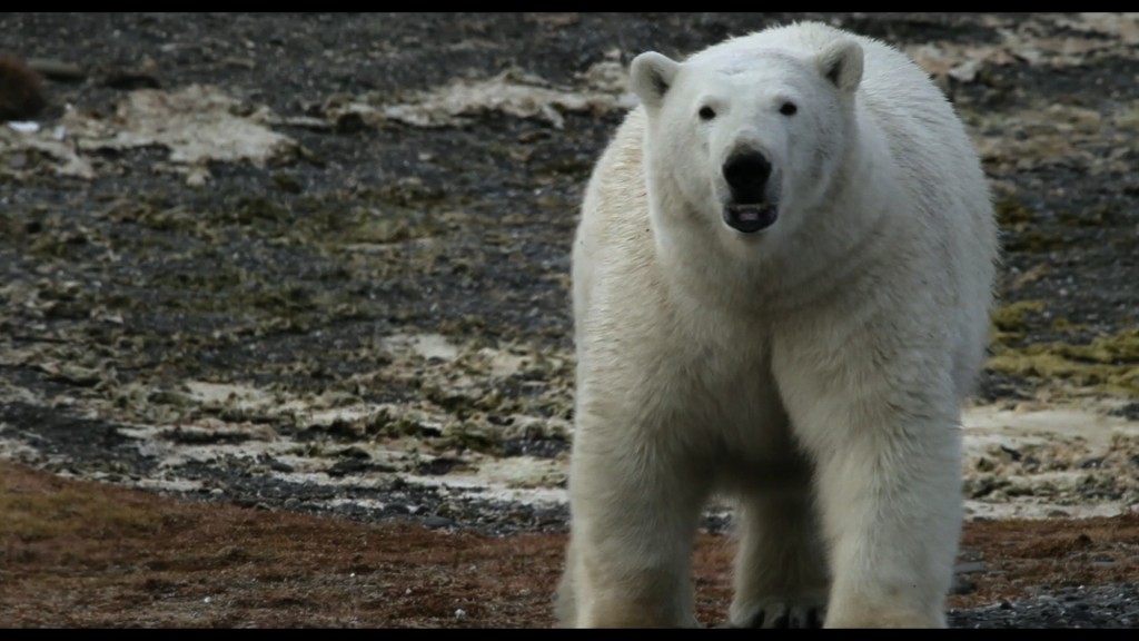 薩爾加多在東西伯利亞海拍攝海象遷徙時，遇到北極熊來攪局。(圖/Juliano Ribeiro Salgado)