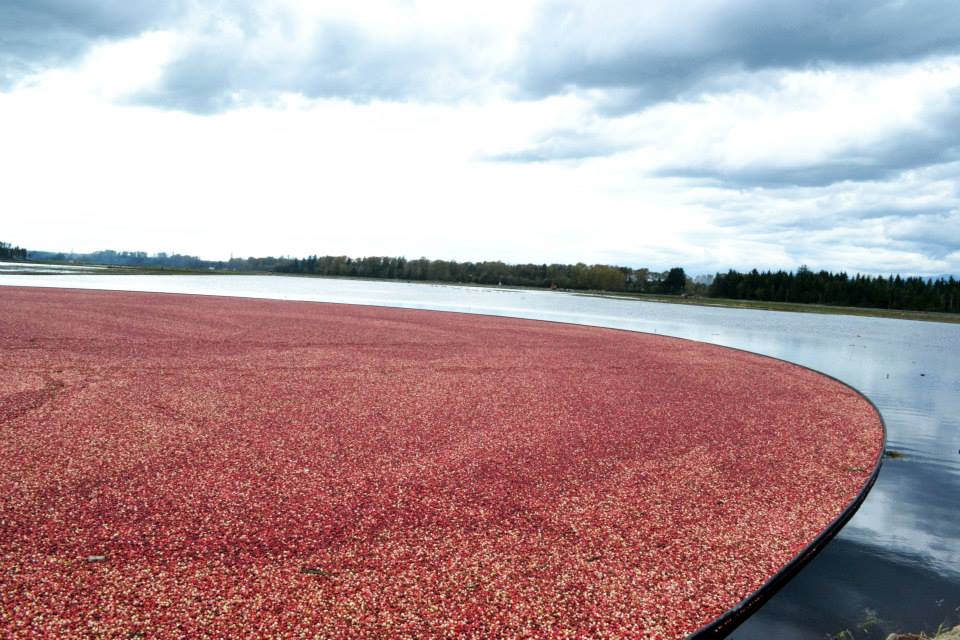 蔓越莓全球總產區只有162平方公里，分散於加拿大、美國北部、智利等地。Lifeberry蔓越莓健康學院的果園即位在加拿大。(圖/Lifeberry)