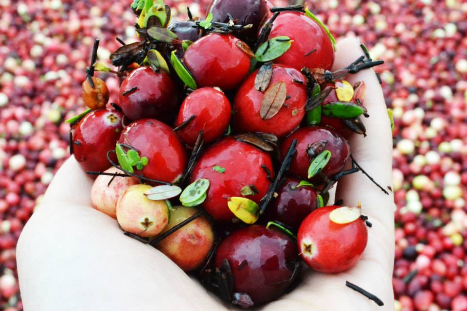 蔓越莓是抗氧化能力最強的蔬果，多多食用不但可以對抗老化，還能排毒。(圖/LifeBerry)